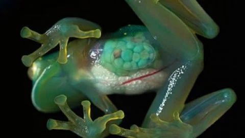 Introductory Biology